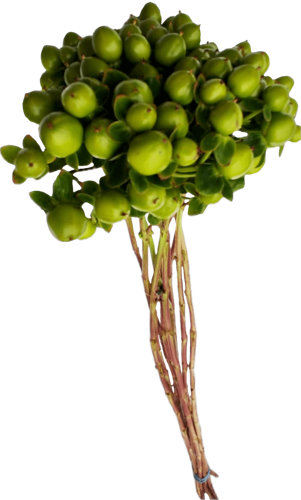 High quality Hypericum Green plant